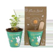 Blossombs - Grow kit Nijntje groen butterfly