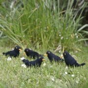Sjaal met verhaal - Vogeltje van vilt - Merel
